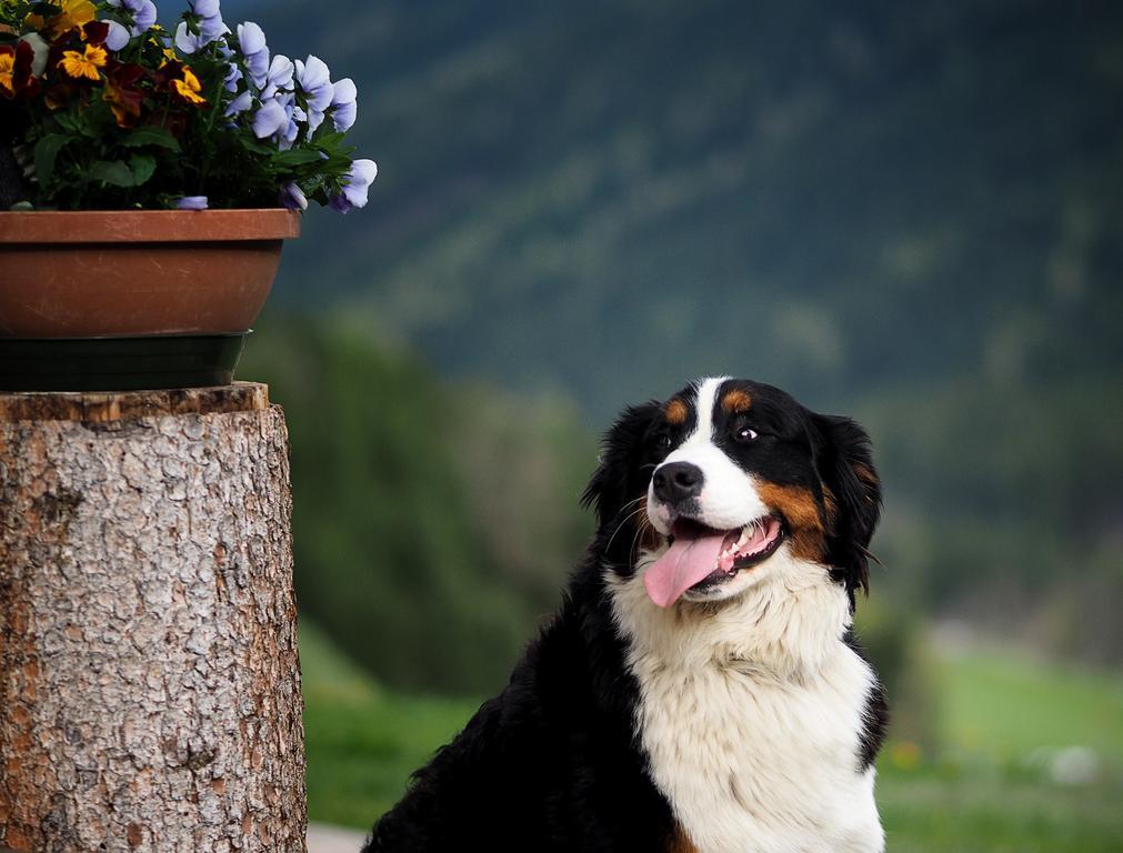 Apartament Haus Waldruhe San Candido Zewnętrze zdjęcie